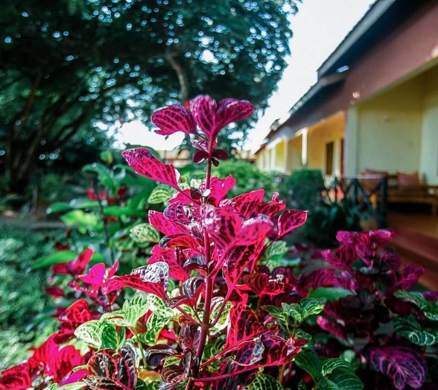 Flowers in the Gardens